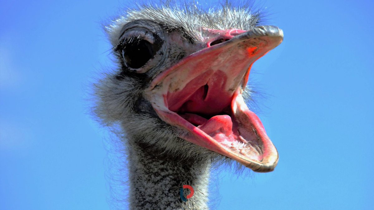 MerchantWords tweet media