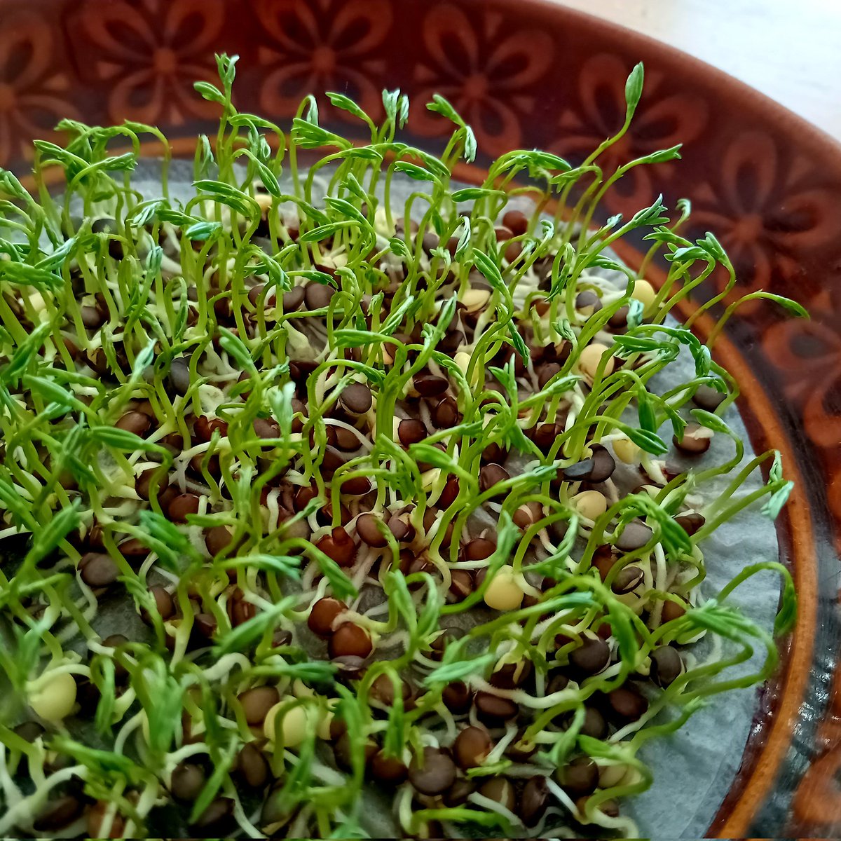 Prepper Q 🔦📻🔋🥫🧻🧭🧶🧵🕯️🪔🪢 tweet media