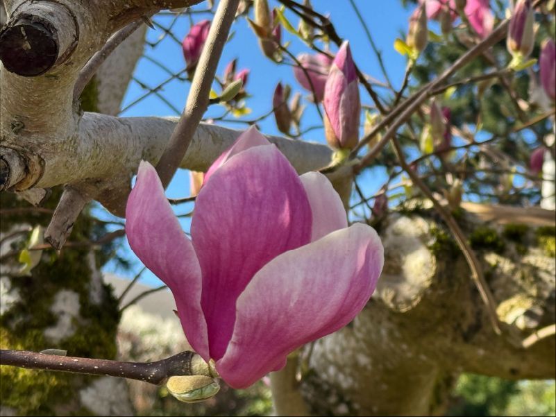 Seattle Sustainable Landscapes tweet media