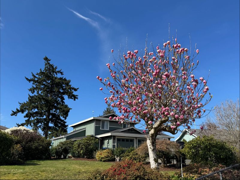 Seattle Sustainable Landscapes tweet media