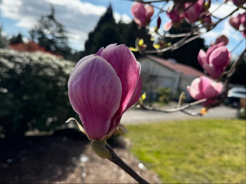 Seattle Sustainable Landscapes tweet media