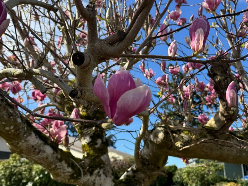 Seattle Sustainable Landscapes tweet media