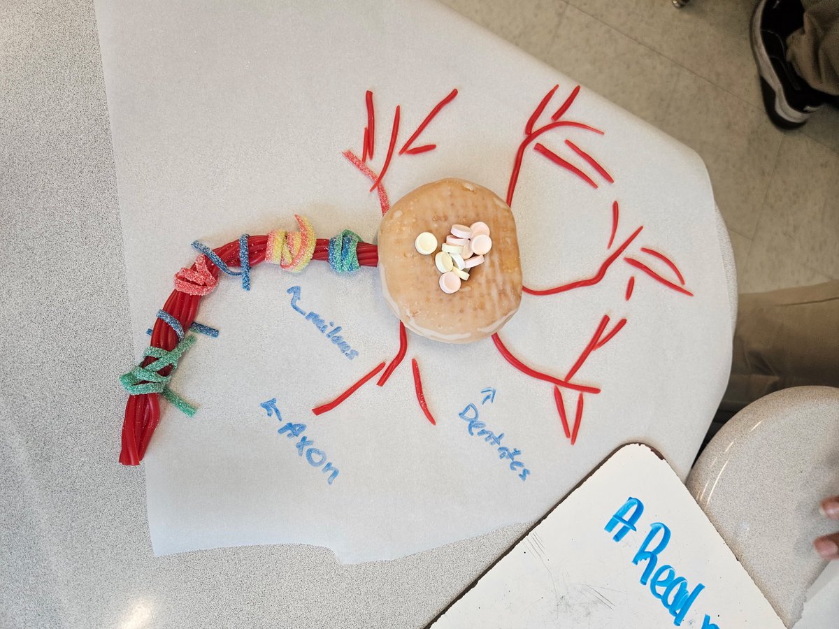 Workforce_JMCSS's tweet photo. Mrs. Lewis’ Health Science students have been making connections and learning about neurons! 🧠 @jcmmscougars  #TechLife #ECHfamily https://t.co/6T9D2Y5tpF