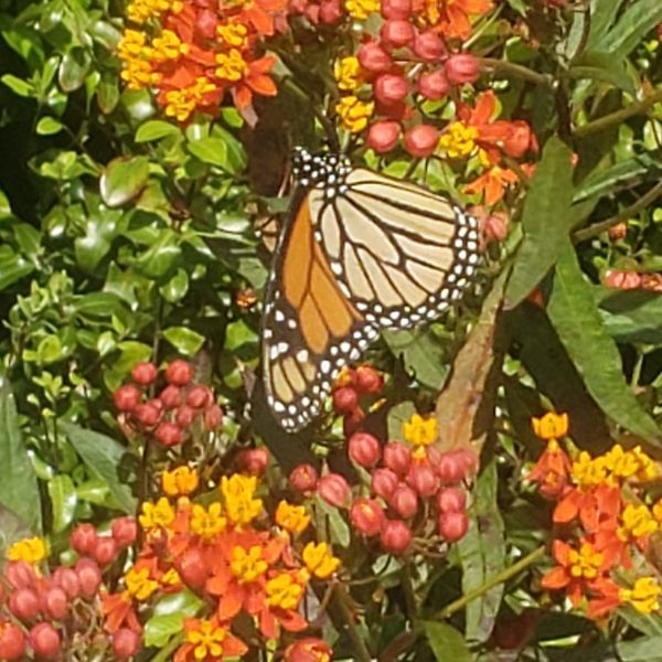 BloomingSecrets tweet media