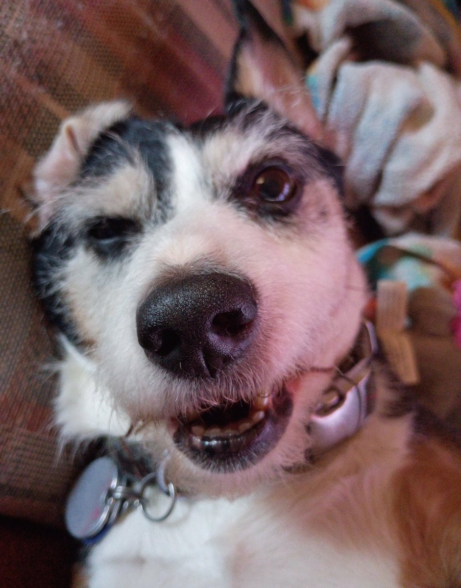 The Merrier Terrier 99 tweet media