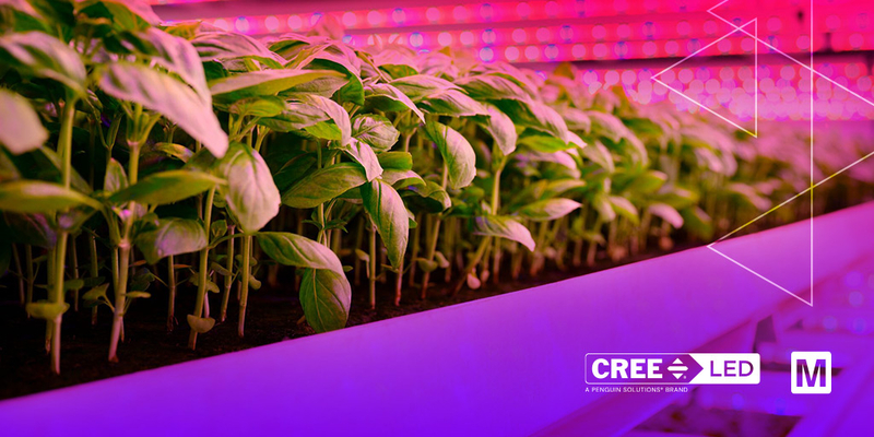 MouserElecEU's tweet image. Cree's LED horticulture #lighting offers tailored spectral options for every stage of plant growth. 🌱

These lights deliver high efficacy and reliability, as well as full-spectrum or targeted #wavelengths, to maximize agricultural yields. 🚜 mou.sr/4c54oYI