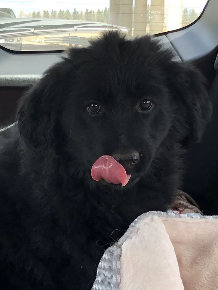 Doglover tweet media