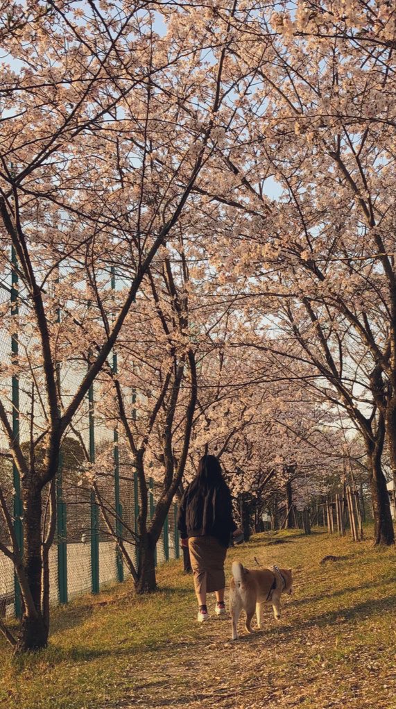puchasho's tweet photo. こちらでたまに可愛がって頂いた、
我が家の大切な家族
可愛い可愛いふうがお空へ帰っていきました
最期まで手がかからず、
私達には勿体無いくらいいい子でした

沢山の幸せをありがとうありがとう
また会おうね https://t.co/GV9ugAdoEi