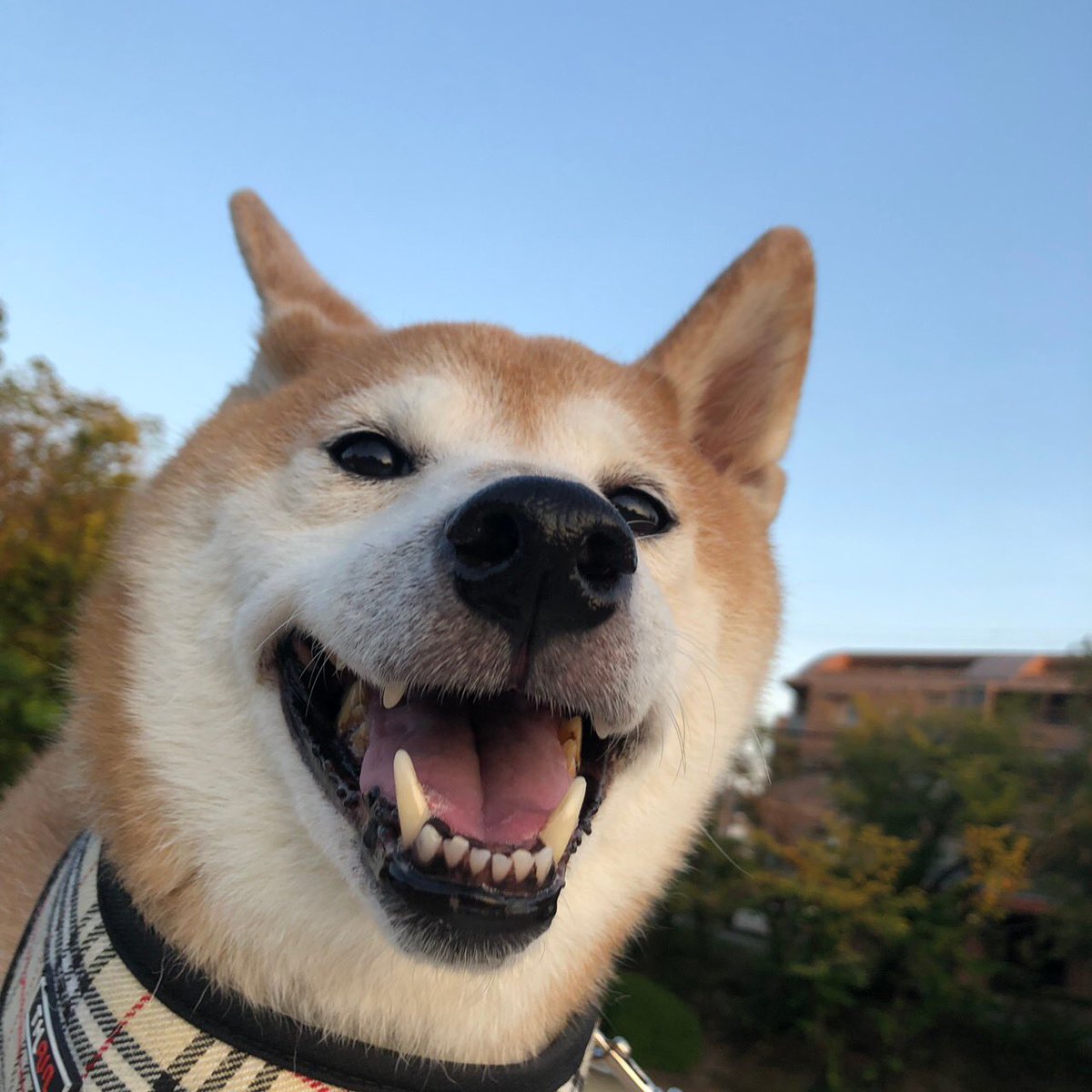 puchasho's tweet photo. こちらでたまに可愛がって頂いた、
我が家の大切な家族
可愛い可愛いふうがお空へ帰っていきました
最期まで手がかからず、
私達には勿体無いくらいいい子でした

沢山の幸せをありがとうありがとう
また会おうね https://t.co/GV9ugAdoEi