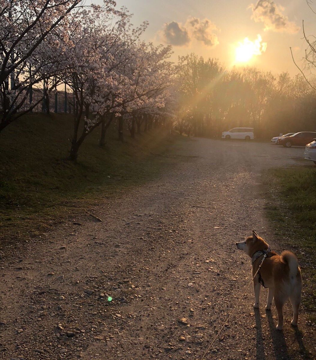 puchasho's tweet photo. こちらでたまに可愛がって頂いた、
我が家の大切な家族
可愛い可愛いふうがお空へ帰っていきました
最期まで手がかからず、
私達には勿体無いくらいいい子でした

沢山の幸せをありがとうありがとう
また会おうね https://t.co/GV9ugAdoEi
