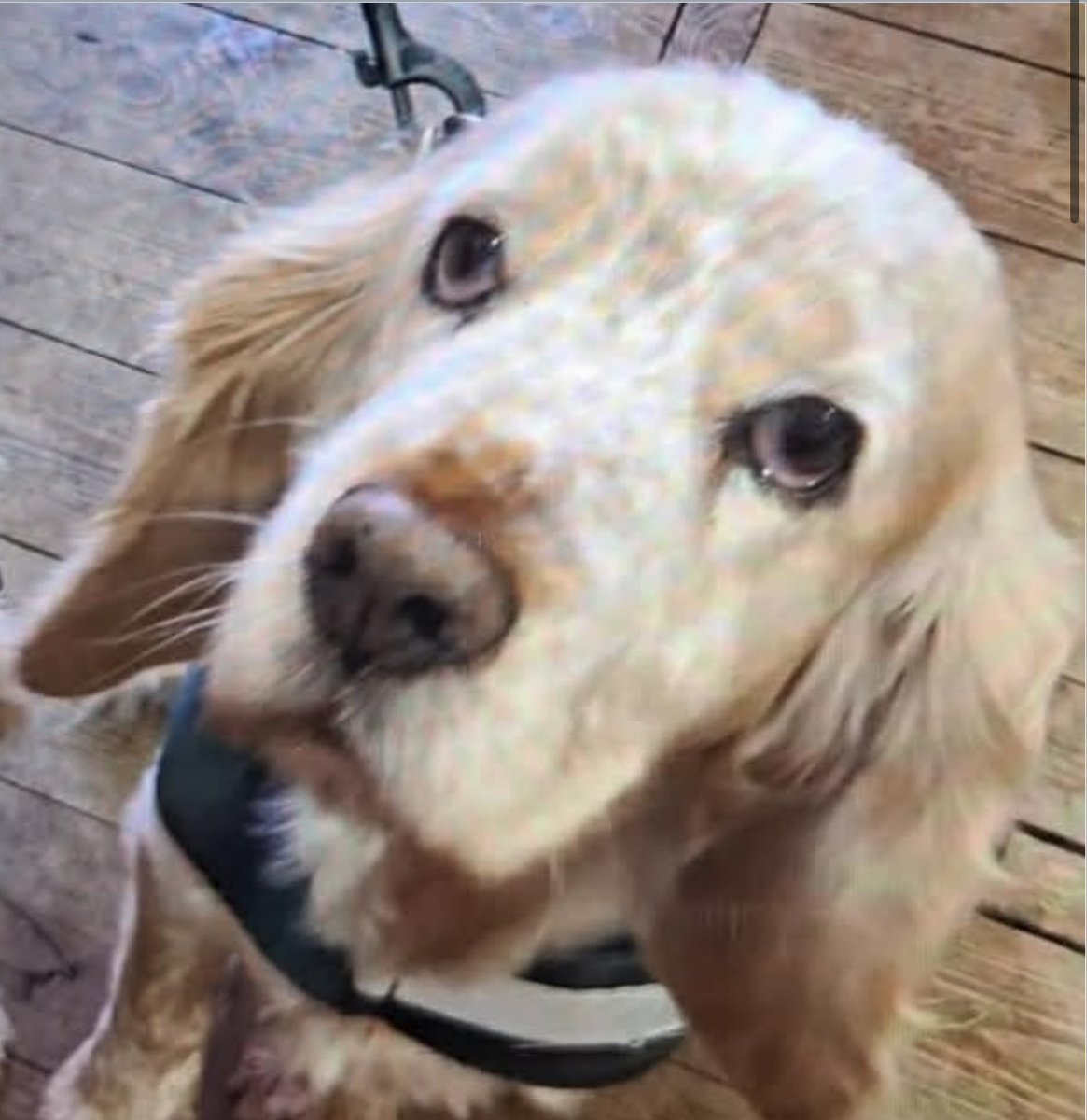 spaniel alert tweet media