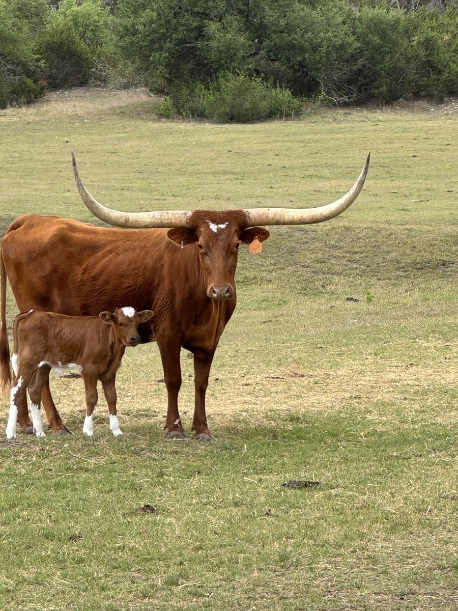 Rancher Dustin 𓃒 tweet media