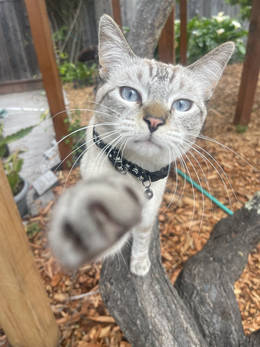 🌸🌈Skippy🐈Kevy🐈Badger🐈Sunny🐈Basil🐈Mikey🌸 tweet media