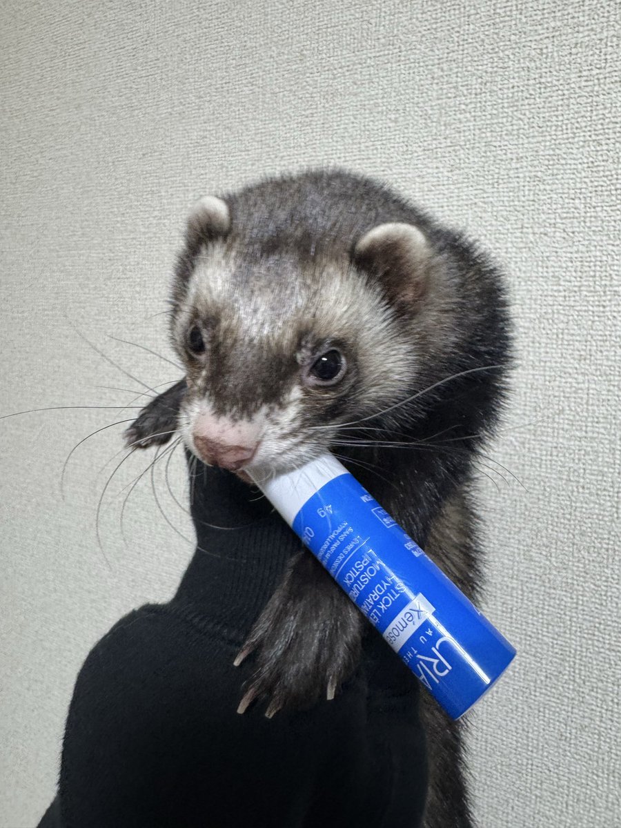 杏仁豆腐🫁 tweet media