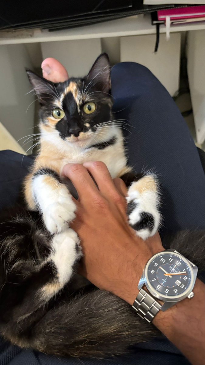 marcella 🦋 tweet media