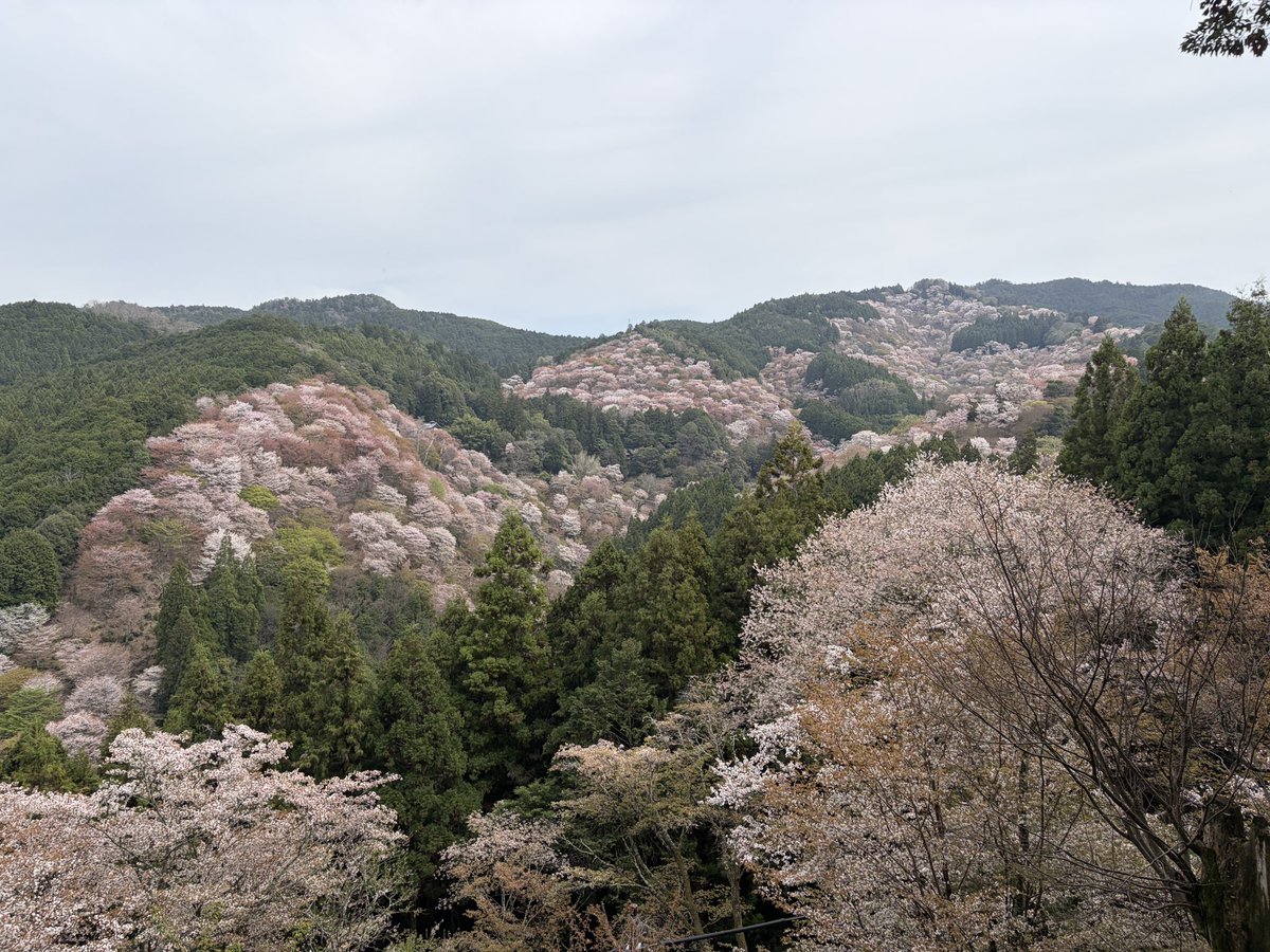 ヨッピー tweet media