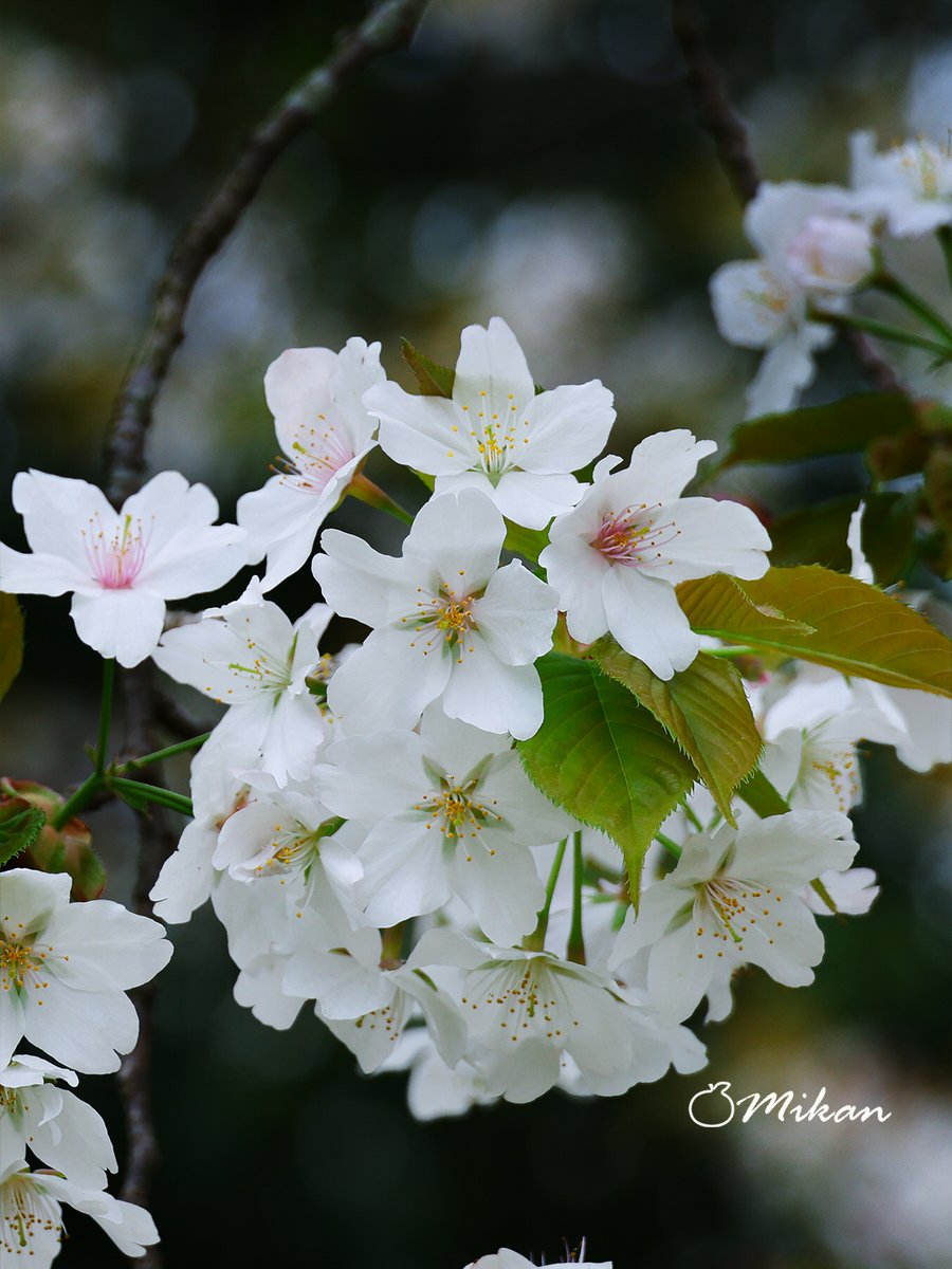 🍊夏みかん🎀 tweet media