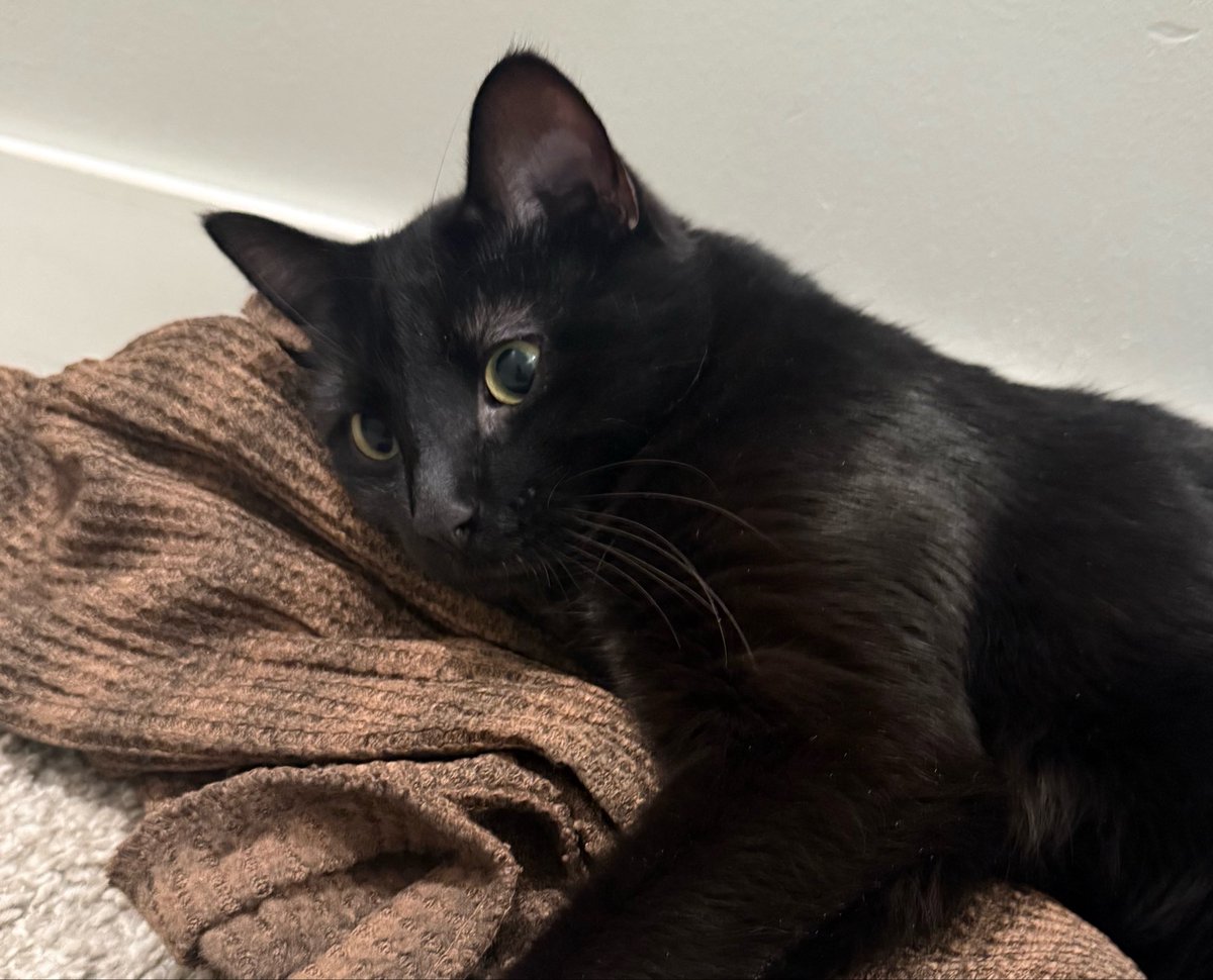 zralious tweet media