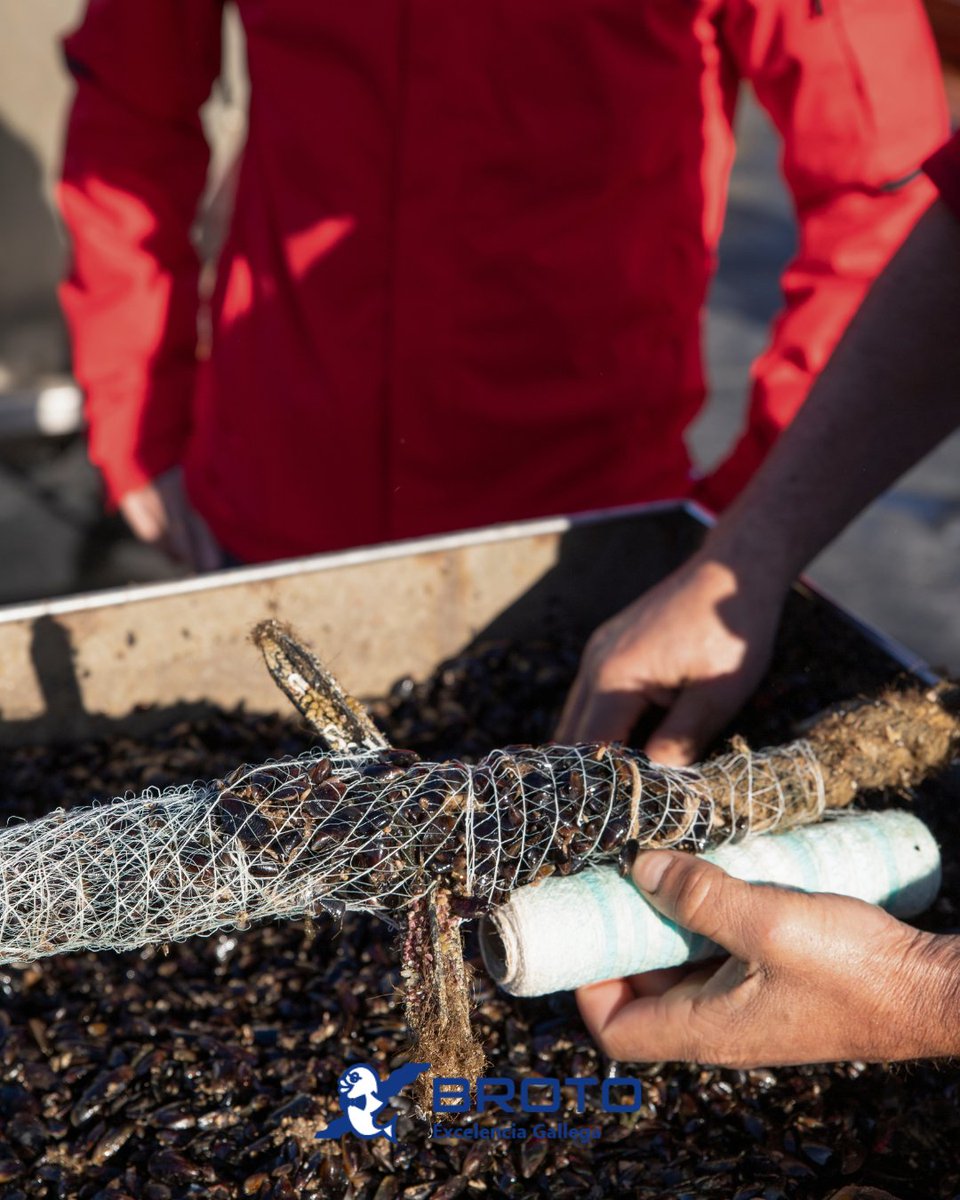 GaastroSpain's tweet photo. 🦪 Sin duda, @ConservasBroto es una firma que entiende el mejillón como algo más que producto: origen, tiempo y respeto en cada lata.
🫒 Mejillones fritos, aceite de oliva, vinagre y especias en un equilibrio afinado.
#mejillón #conserva
https://t.co/UNnwUdKUS0 https://t.co/QPPwYwJoKN
