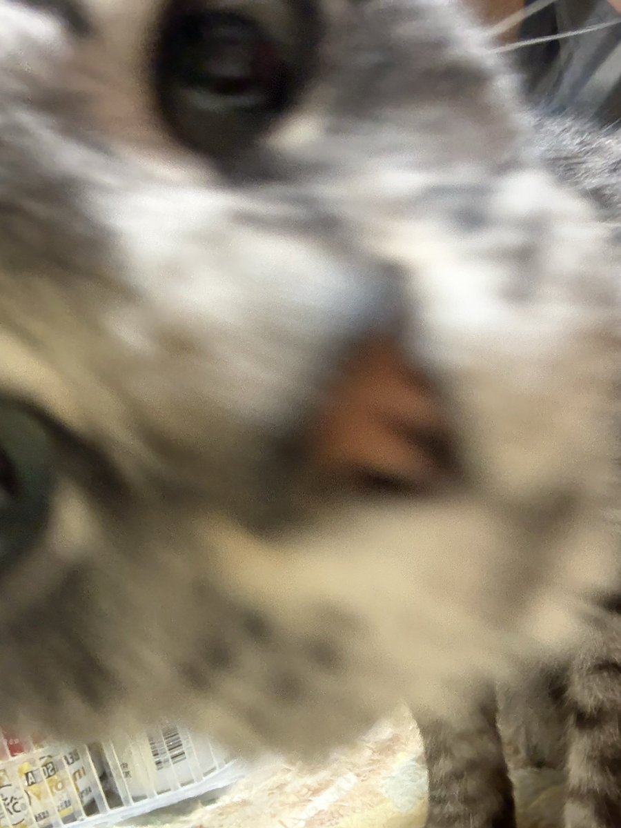 ちょこ tweet media