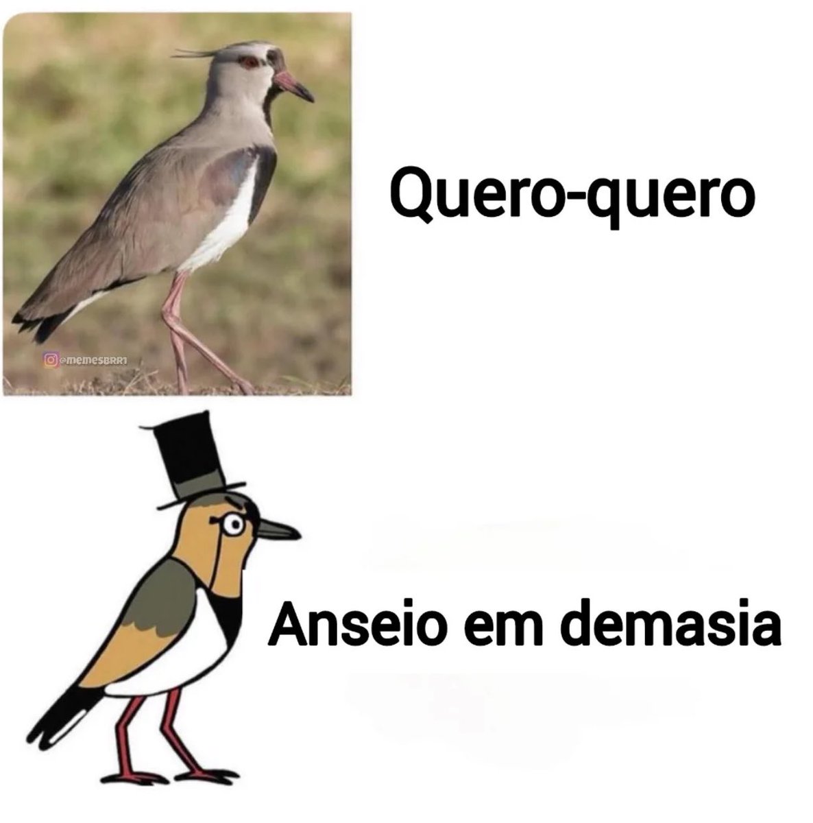 Shitpost só que de verdade tweet media