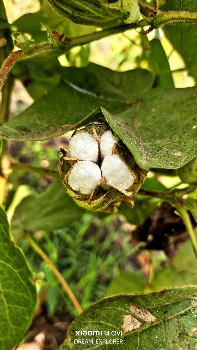 Dream_Explorer tweet media