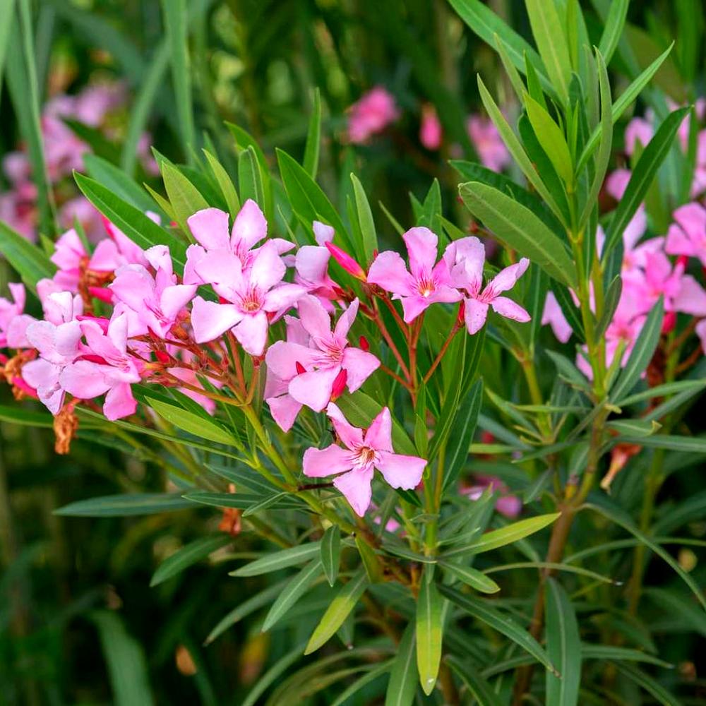 أسامة الواعظ tweet media