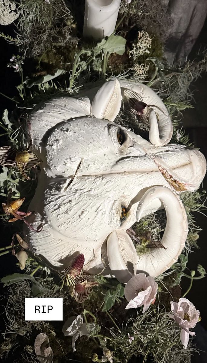 hourly anya taylor-joy tweet media