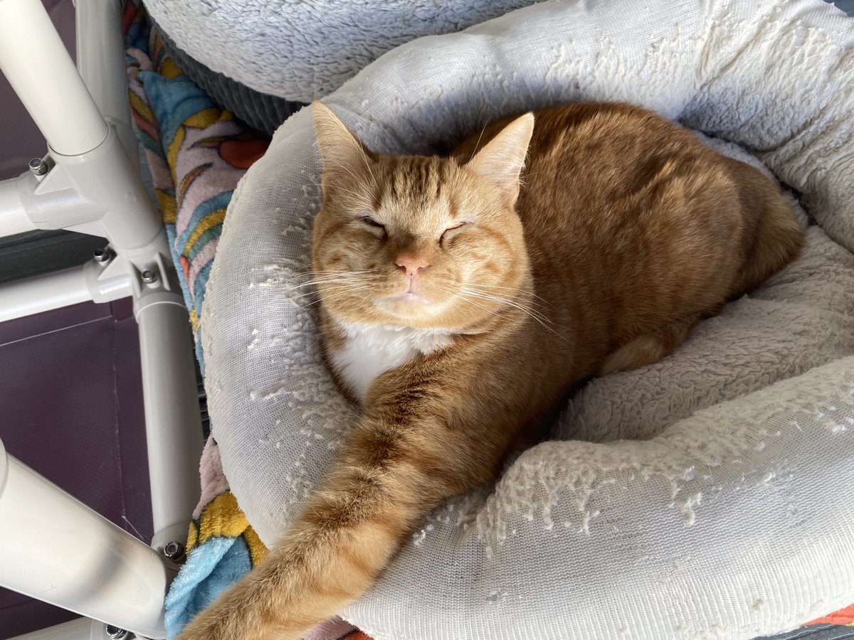 Blind Cat Rescue tweet media