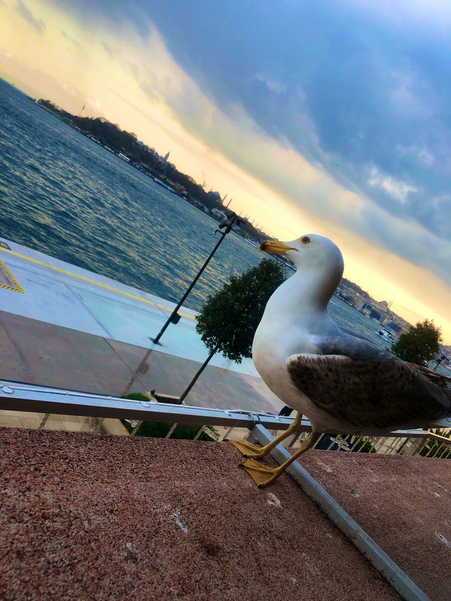 filancann's tweet photo. Düşünsene benim adımın Çınar olduğunu demiş cüce bir maki.

#İstanbul https://t.co/KJfq9x8Tu2
