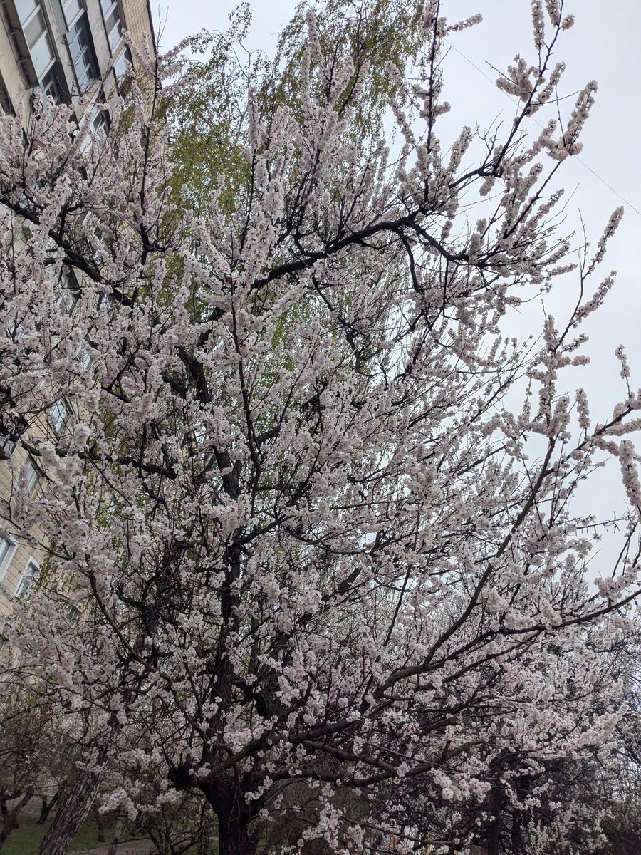 デフォルトDefaulT🦇☦️🥀 tweet media