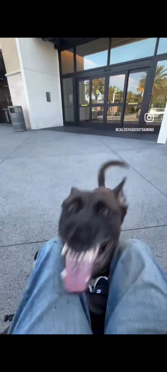 GibsonDawg tweet media