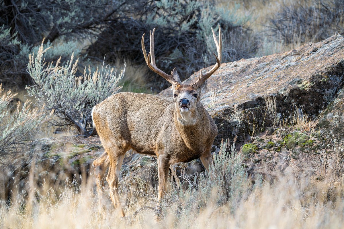 CIDRAP_CWD's tweet photo. For the latest chronic wasting disease detections, news, and research findings, sign up for CIDRAP's free monthly #CWD newsletter at https://t.co/m93WLVZXpx 

Photo: Jon Nelson / Flickr cc https://t.co/lkCJXPLIGV