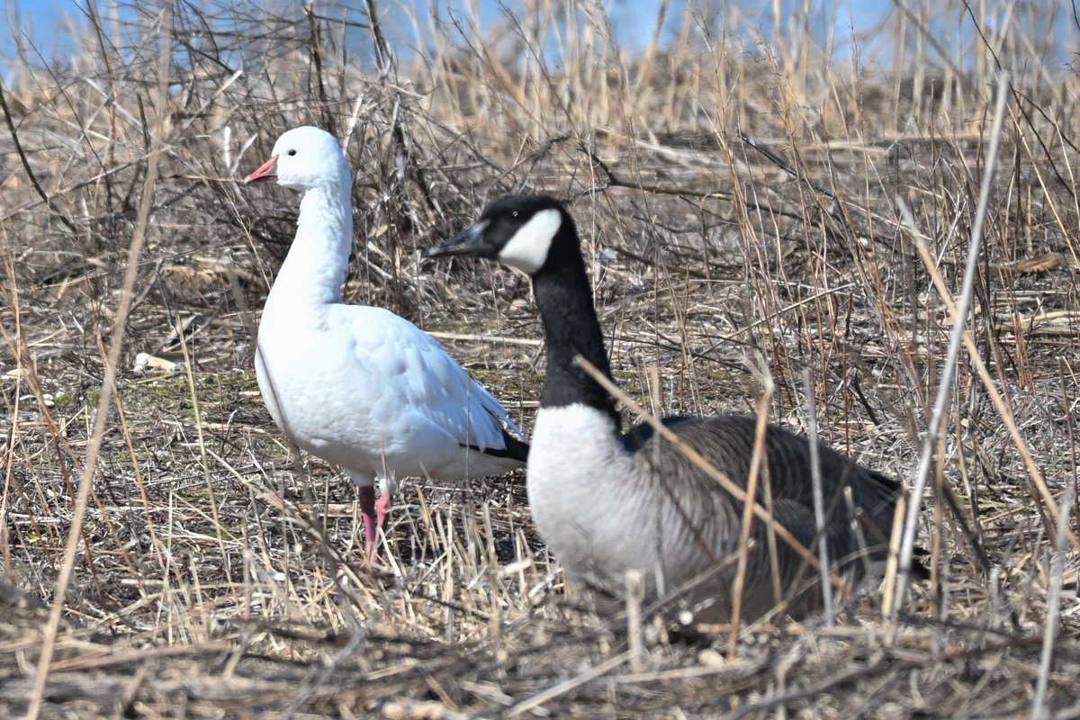 AndrewSabai's tweet photo. Some interesting birds from a trip to Manitowoc on Monday.  Horned Grebe, Red-breasted Merganser, Ross's Goose, and Bufflehead ducks.  There were many other cool birds on Lake Michigan, the Harbor, and the Manitowoc Impoundment. #wisconsinbirds  #manitowoc #lakemichigan https://t.co/cf7DwBtXkE