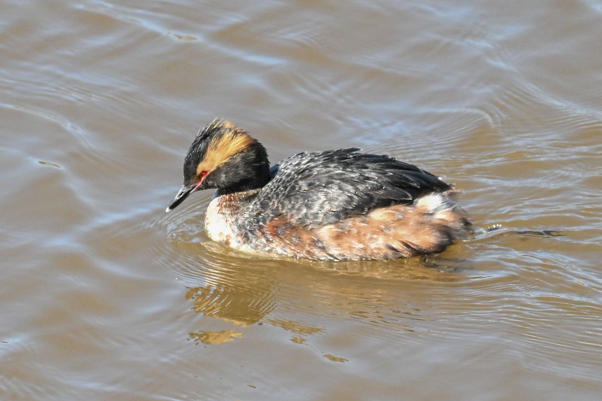 AndrewSabai's tweet photo. Some interesting birds from a trip to Manitowoc on Monday.  Horned Grebe, Red-breasted Merganser, Ross's Goose, and Bufflehead ducks.  There were many other cool birds on Lake Michigan, the Harbor, and the Manitowoc Impoundment. #wisconsinbirds  #manitowoc #lakemichigan https://t.co/cf7DwBtXkE