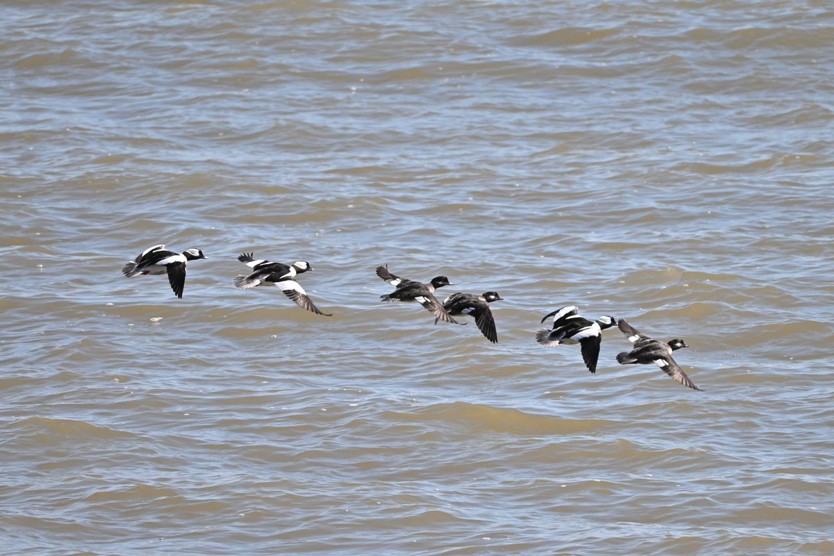 AndrewSabai's tweet photo. Some interesting birds from a trip to Manitowoc on Monday.  Horned Grebe, Red-breasted Merganser, Ross's Goose, and Bufflehead ducks.  There were many other cool birds on Lake Michigan, the Harbor, and the Manitowoc Impoundment. #wisconsinbirds  #manitowoc #lakemichigan https://t.co/cf7DwBtXkE