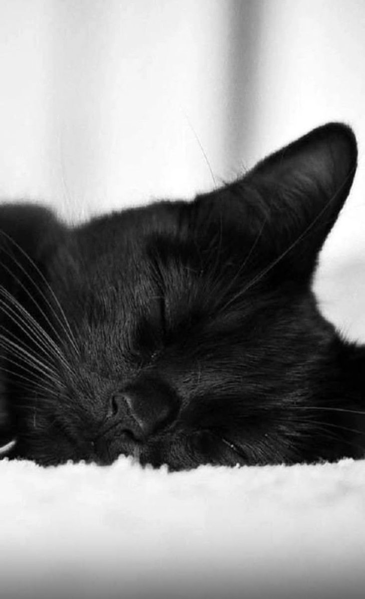 SassySiren tweet media