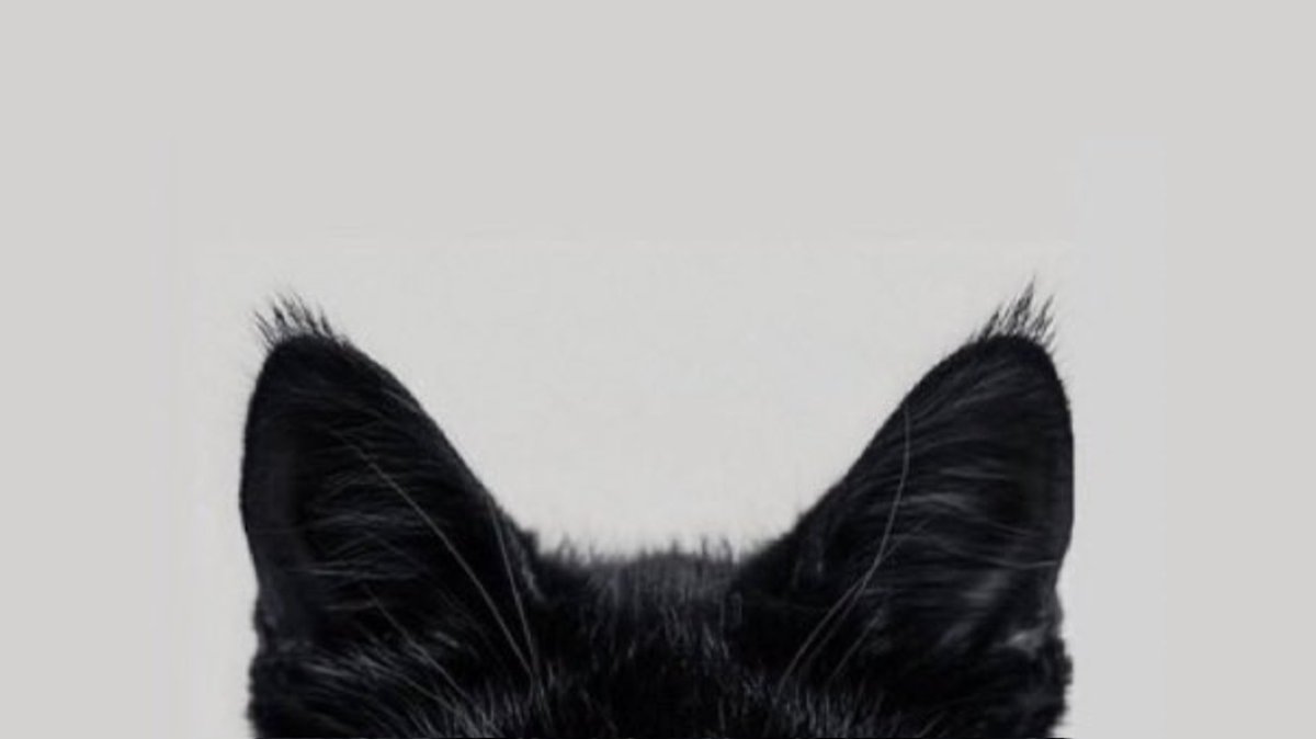 imhirayaliu's tweet photo. 🐈‍⬛🖤🧸🤎 https://t.co/6EQcdjETyw
