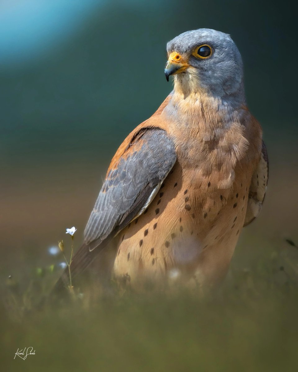 Nature is Amazing ☘️ tweet media