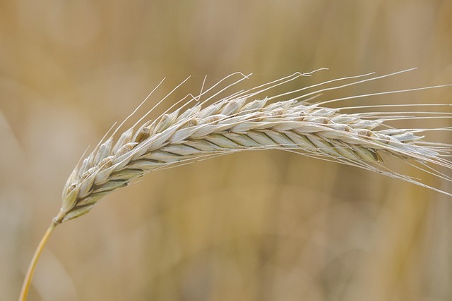 Gabriel Cramer tweet media