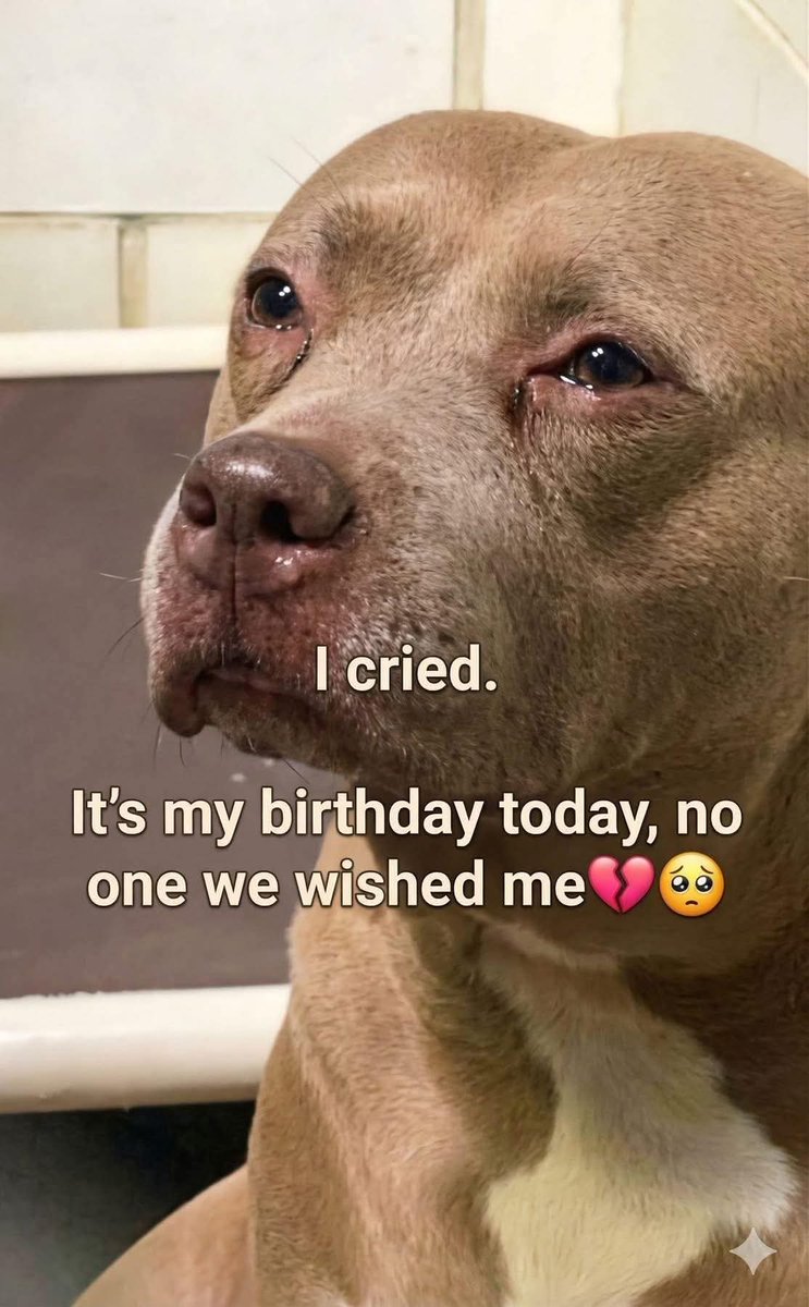 Popularpuppies © tweet media