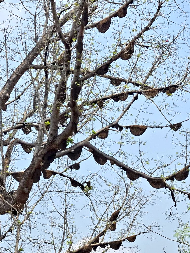 sujeetkk87's tweet photo. ପ୍ରକୃତିର ମନୋରମ ଦୃଶ୍ୟ #ମହୁଫେଣା #nature #honey #honeybee #gochhapada #ଫୁଲବାଣୀ #phulbani #kandhamal #କନ୍ଧମାଳ https://t.co/htj9cJEcg7
