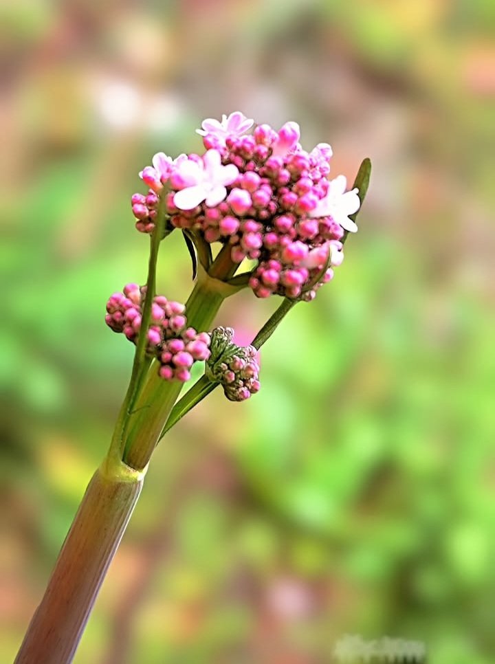 İyi Akşamlar..🥀🍂🍁