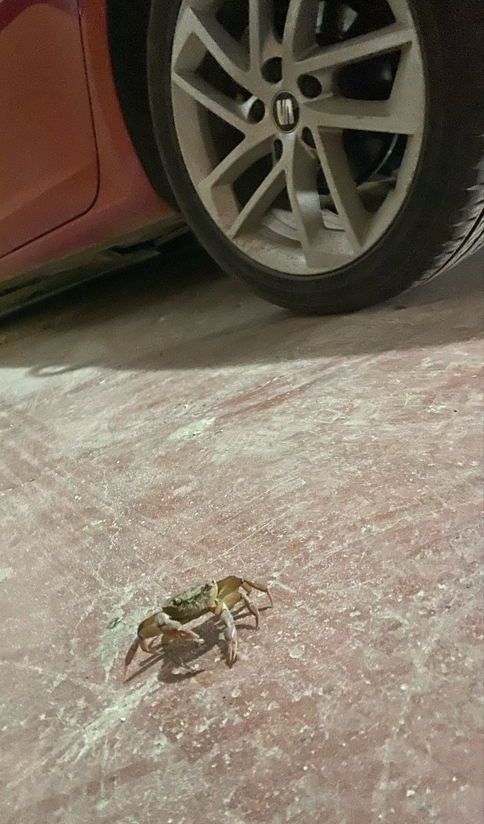 oktemelike's tweet photo. Evin otoparkinda soyle biseyle karsilastik, dere manzarasini gorunce boyle bise hayal etmemistim hic. Ama Galiba komple apartmani yakmak gerek https://t.co/a8DJUEF0M5