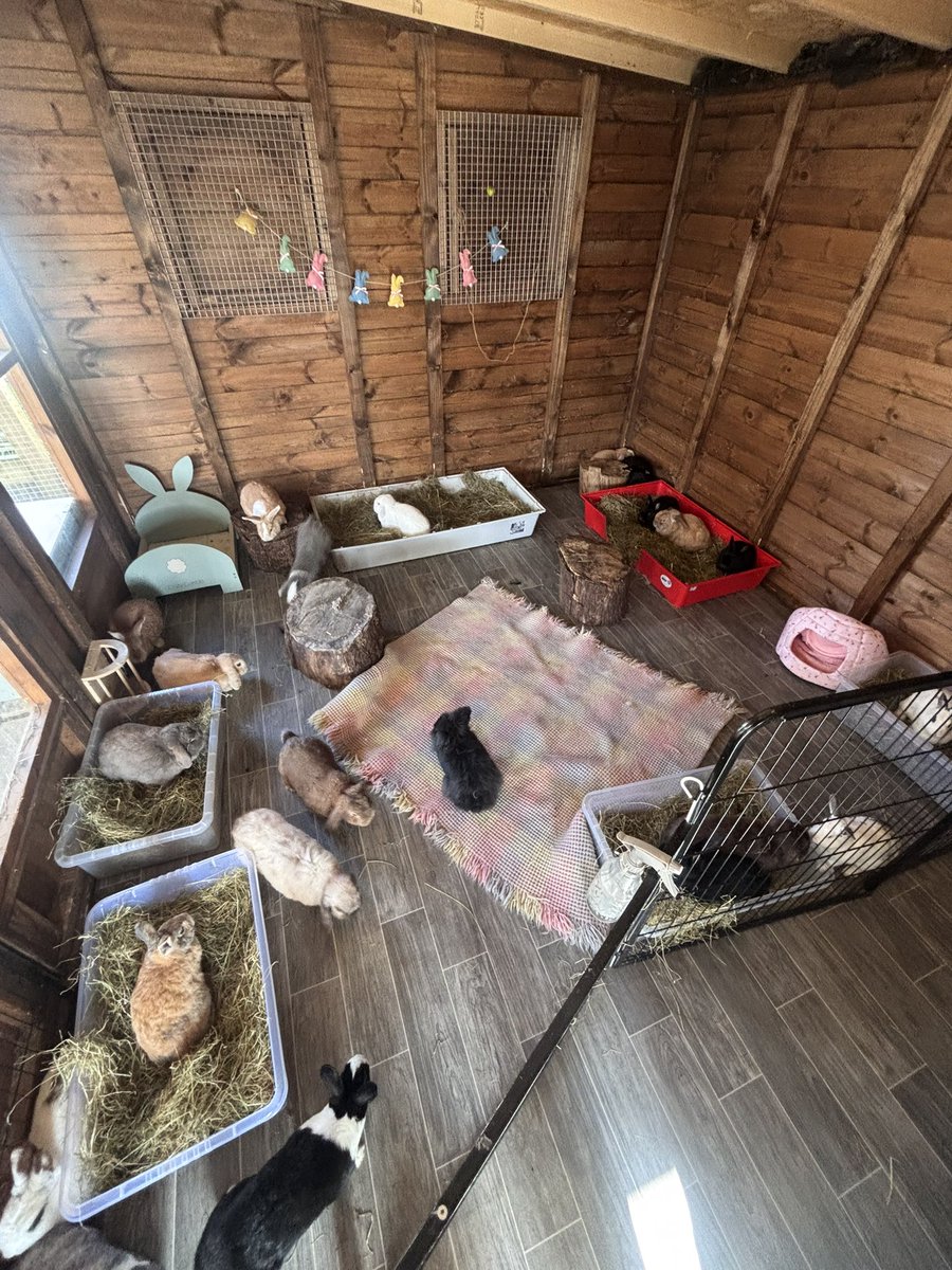 Carrot Cottage Rabbit Rescue tweet media