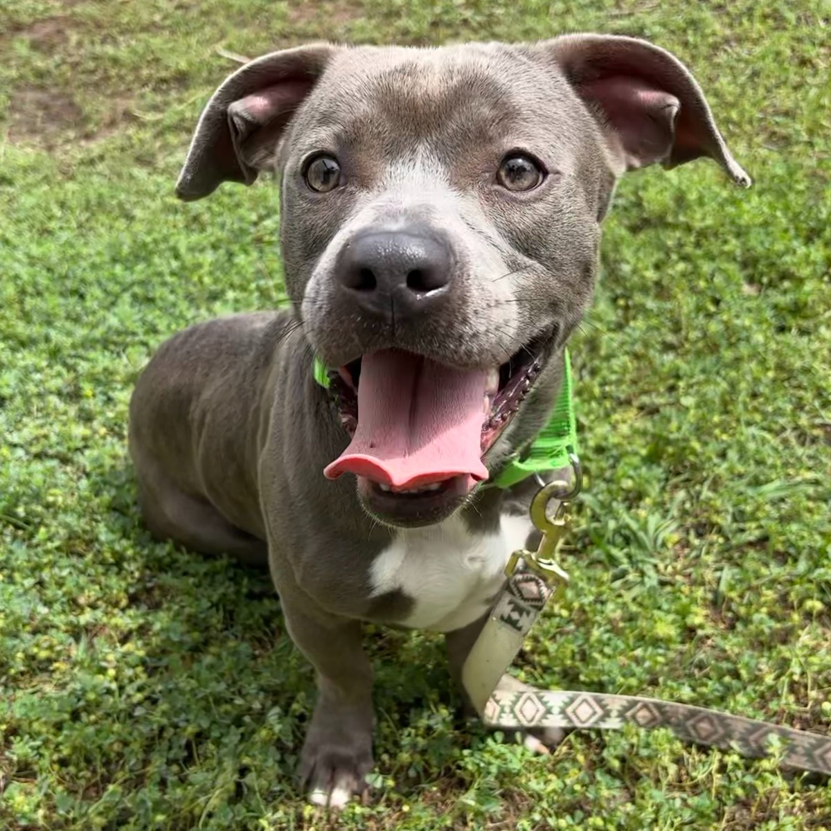 Aggieland Humane Society tweet media