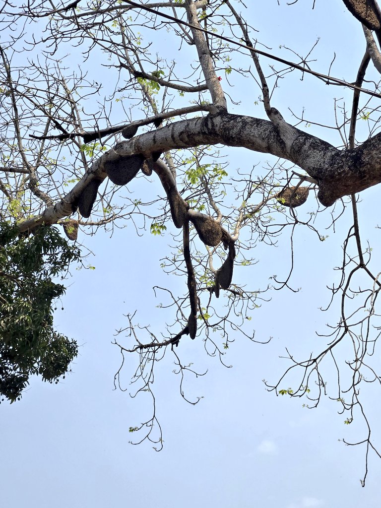 sujeetkk87's tweet photo. ପ୍ରକୃତିର ମନୋରମ ଦୃଶ୍ୟ #ମହୁଫେଣା #nature #honey #honeybee #gochhapada #ଫୁଲବାଣୀ #phulbani #kandhamal #କନ୍ଧମାଳ https://t.co/htj9cJEcg7
