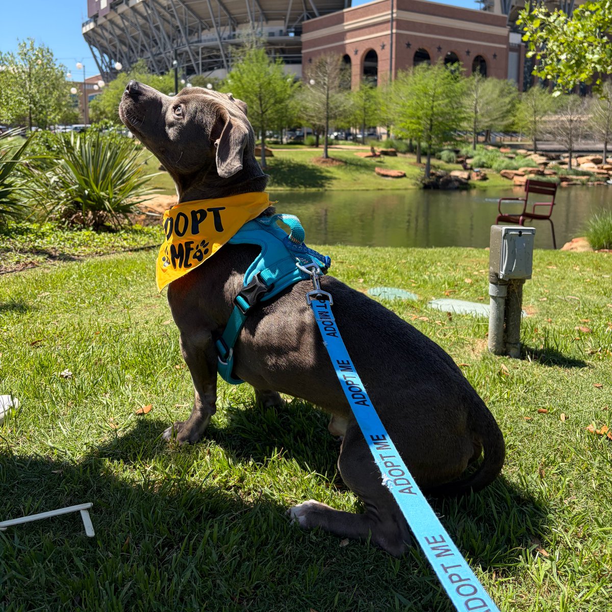 Aggieland Humane Society tweet media
