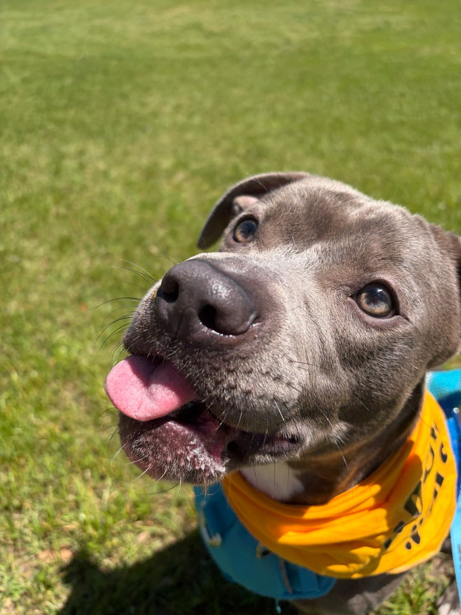 Aggieland Humane Society tweet media