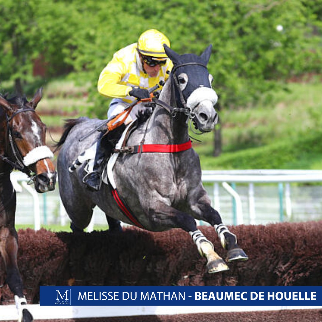 Haras de Montaigu tweet media